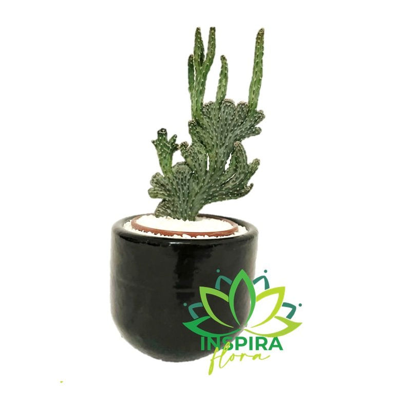 Cacto Rabo de Sereia Com Vaso de Ceramica - Pote 11