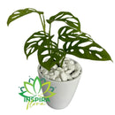 Monstera Andasoni - Costela de Eva Obliqua - Pote 11