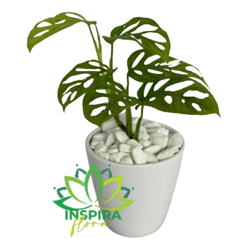 Monstera Andasoni - Costela de Eva Obliqua - Pote 11