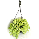 1 Planta Suculenta Trança Sedum Morgenianum Cuia