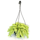 1 Planta Suculenta Trança Sedum Morgenianum Cuia