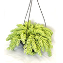 1 Planta Suculenta Trança Sedum Morgenianum Cuia