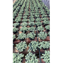 1 Planta Suculenta Trança Sedum Morgenianum Cuia