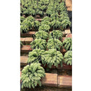 1 Planta Suculenta Trança Sedum Morgenianum Cuia