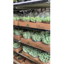 1 Planta Suculenta Trança Sedum Morgenianum Cuia