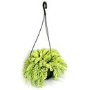 1 Planta Suculenta Trança Sedum Morgenianum Cuia