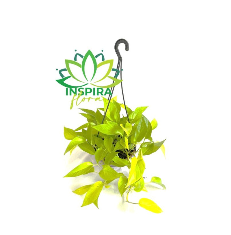 Jiboia Limão Epipremnum Aureum Neon Pendente