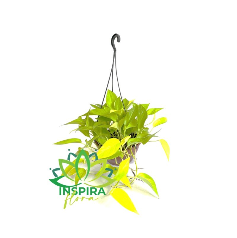 Jiboia Limão Epipremnum Aureum Neon Pendente