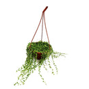 1 Planta Colar De Pérola Verde Rosário Natural cuia 13