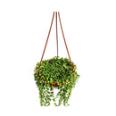 1 Planta Colar De Pérola Verde Rosário Natural cuia 13