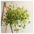 Planta Peperômia Scandens Pendente cuia 21