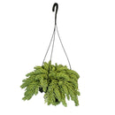 1 Planta Suculenta Trança Sedum Morgenianum Cuia