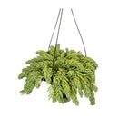 1 Planta Suculenta Trança Sedum Morgenianum Cuia