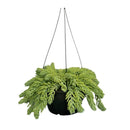 1 Planta Suculenta Trança Sedum Morgenianum Cuia