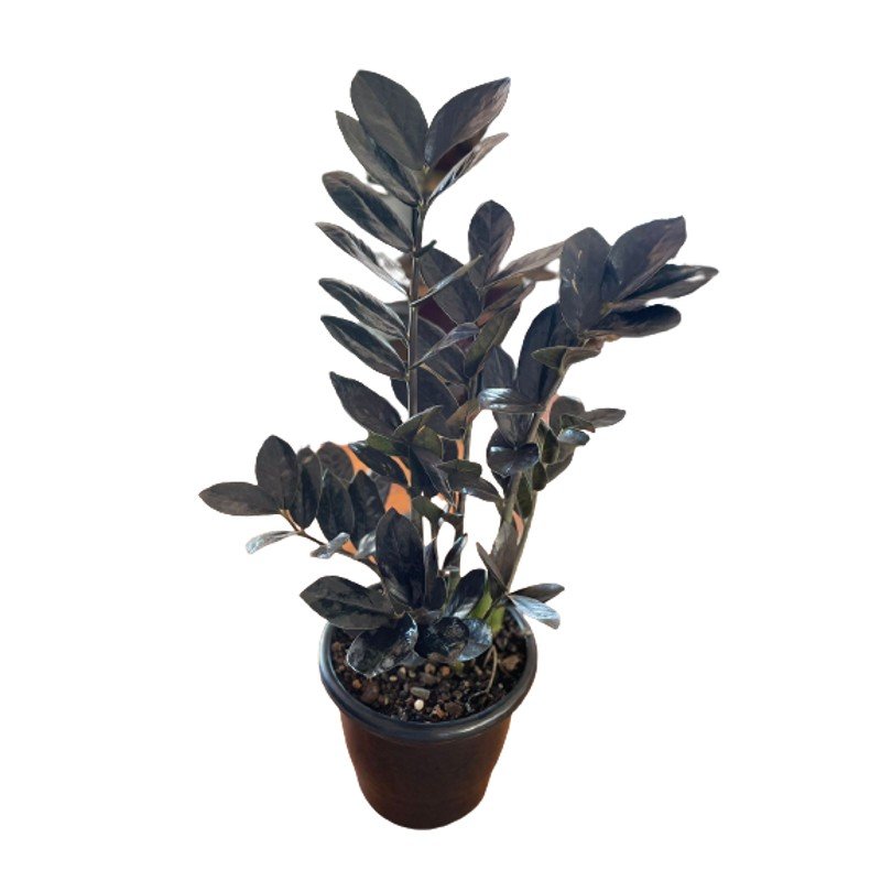 Muda Zamioculca Black Zamifolia Zaza Zamia