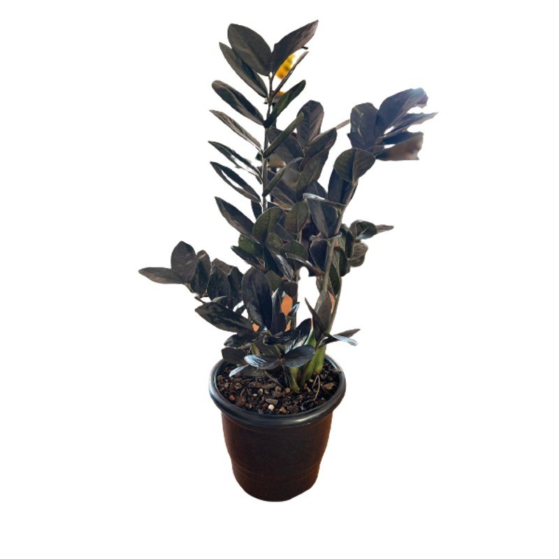 Muda Zamioculca Black Zamifolia Zaza Zamia