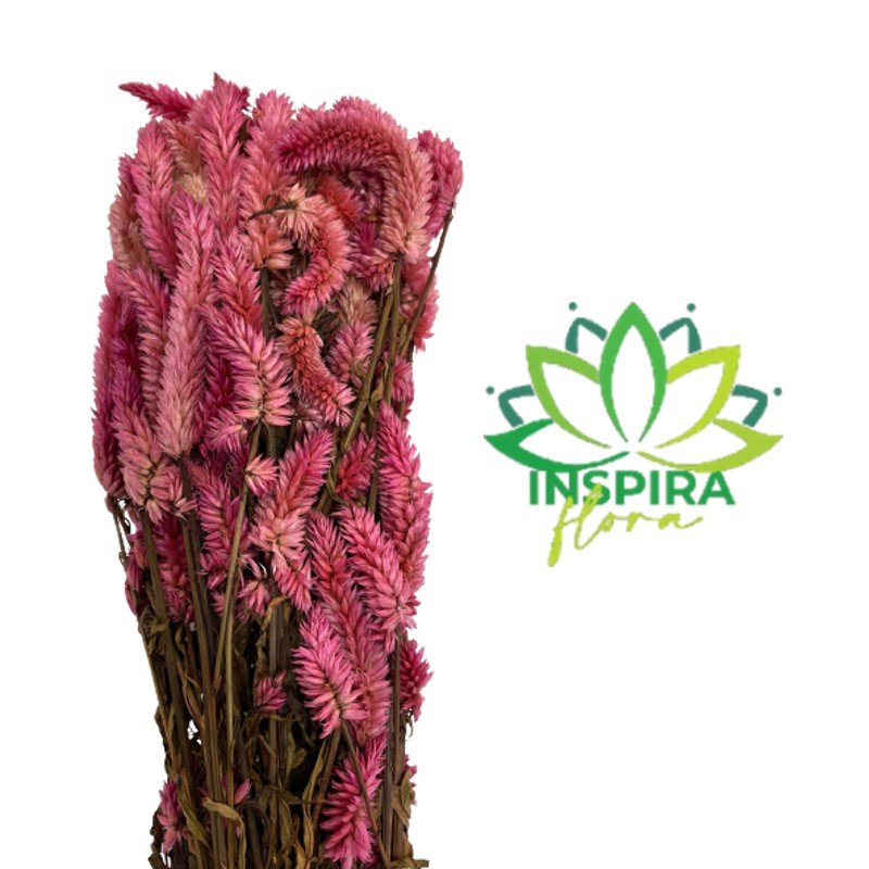 Buque Maço Celosia Rabo De Gato Flores Desidratadas