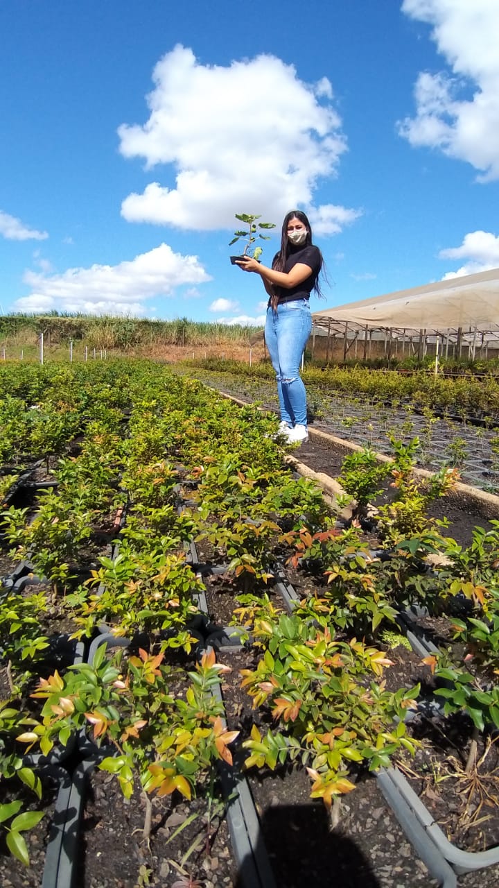 Bonsai Frutífero Amora