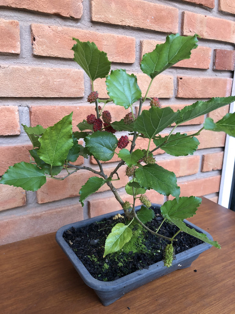 Bonsai Frutífero Amora