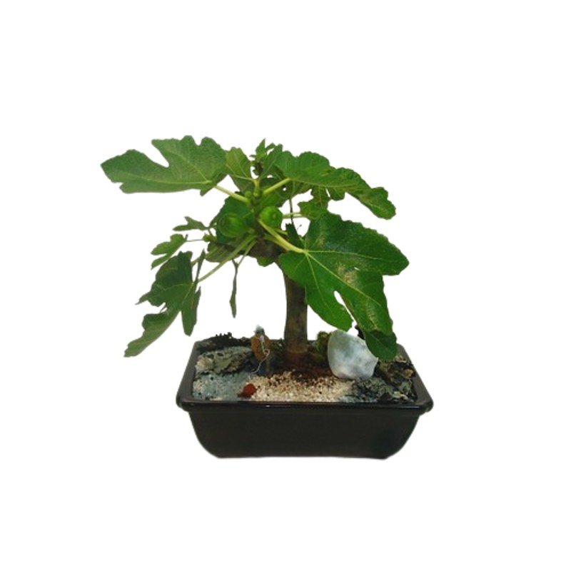 Bonsai Frutífero Figo