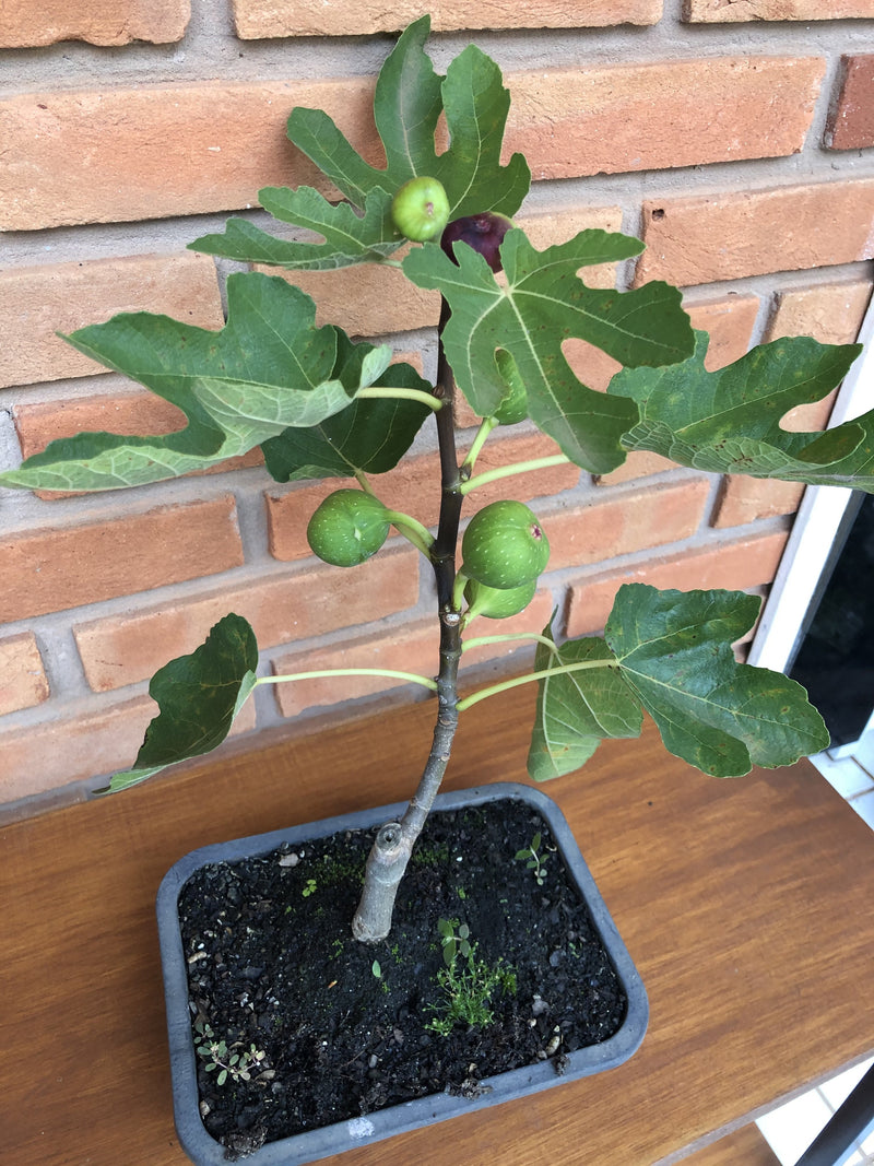 Bonsai Frutífero Figo