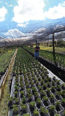 Bonsai Frutífero Figo