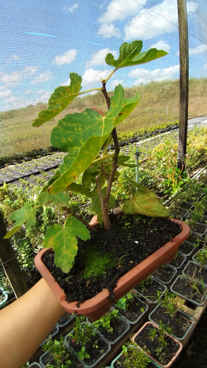 Bonsai Frutífero Figo