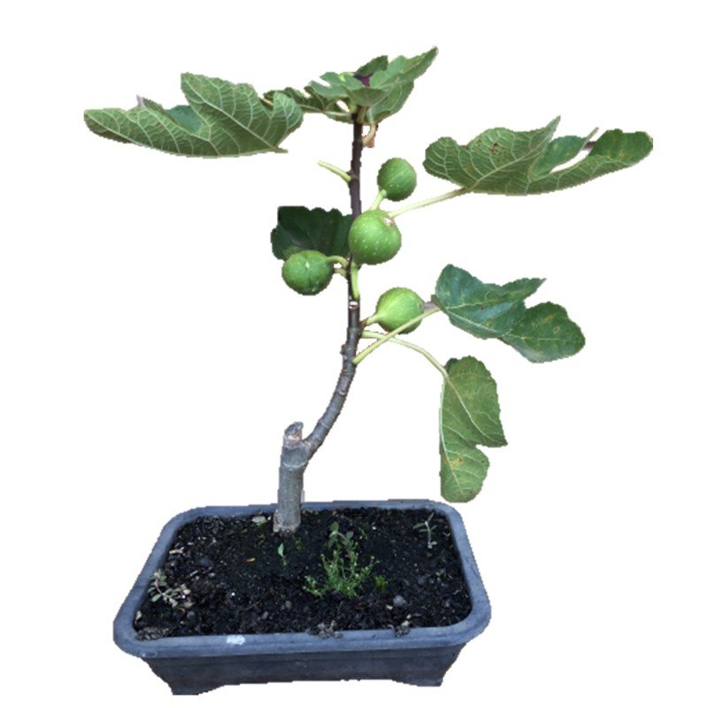 Bonsai Frutífero Figo