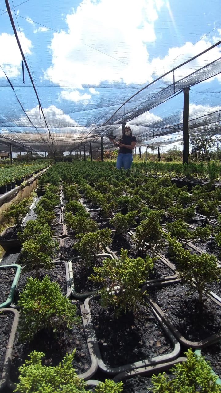 Bonsai Frutífero Jabuticaba