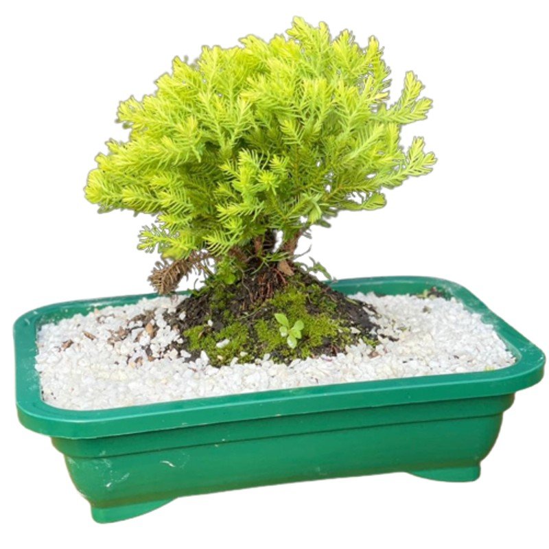 Bonsai Tuia Verde