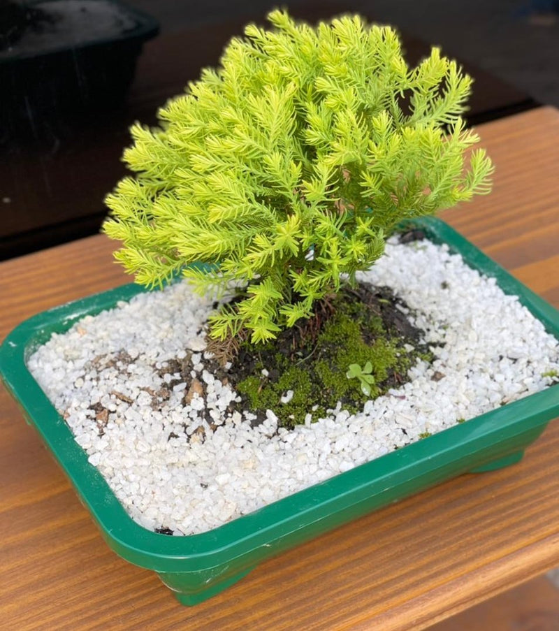 Bonsai Tuia Verde