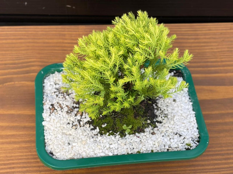 Bonsai Tuia Verde