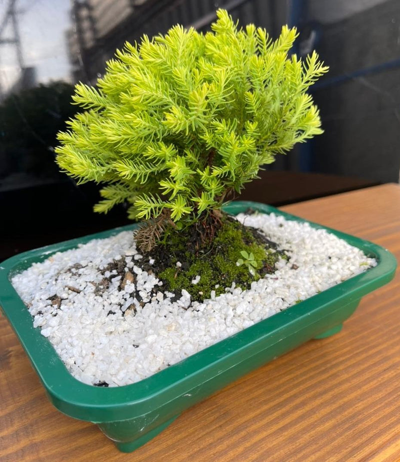 Bonsai Tuia Verde