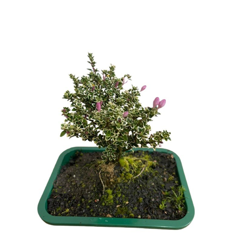 Bonsai Serrisa