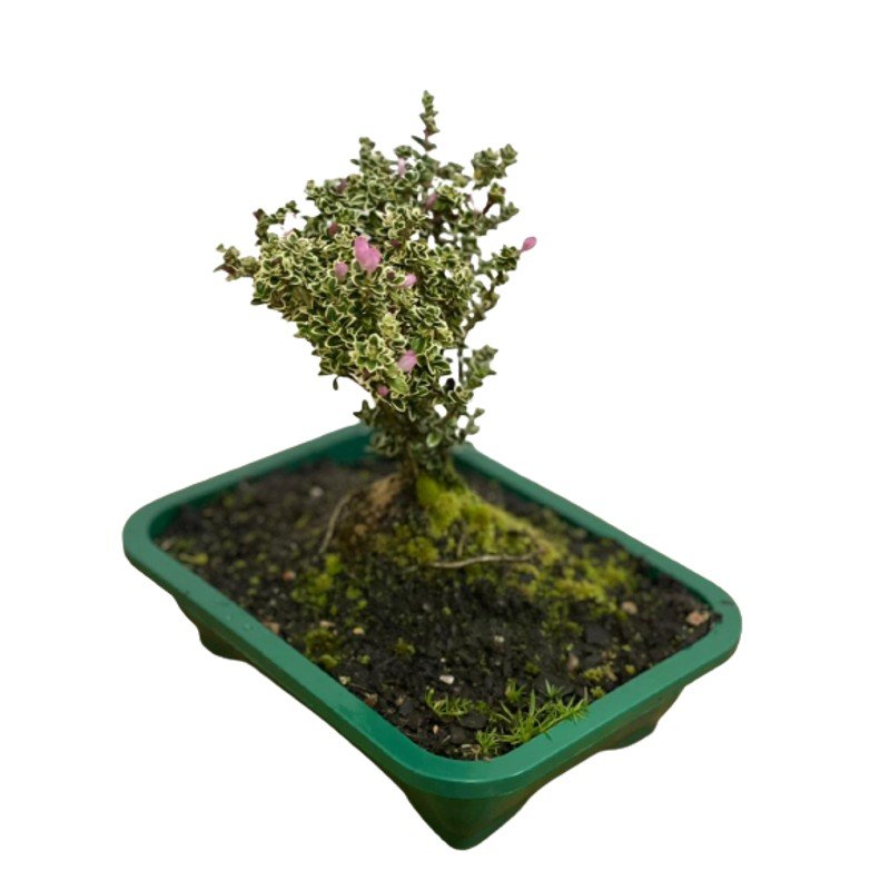 Bonsai Serrisa