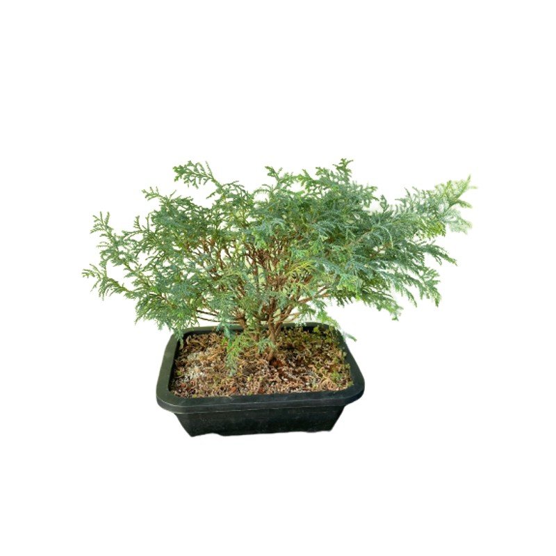 Bonsai Tuia Prateada