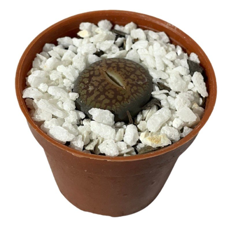 Cacto-Pedra Lithops - Pote 6