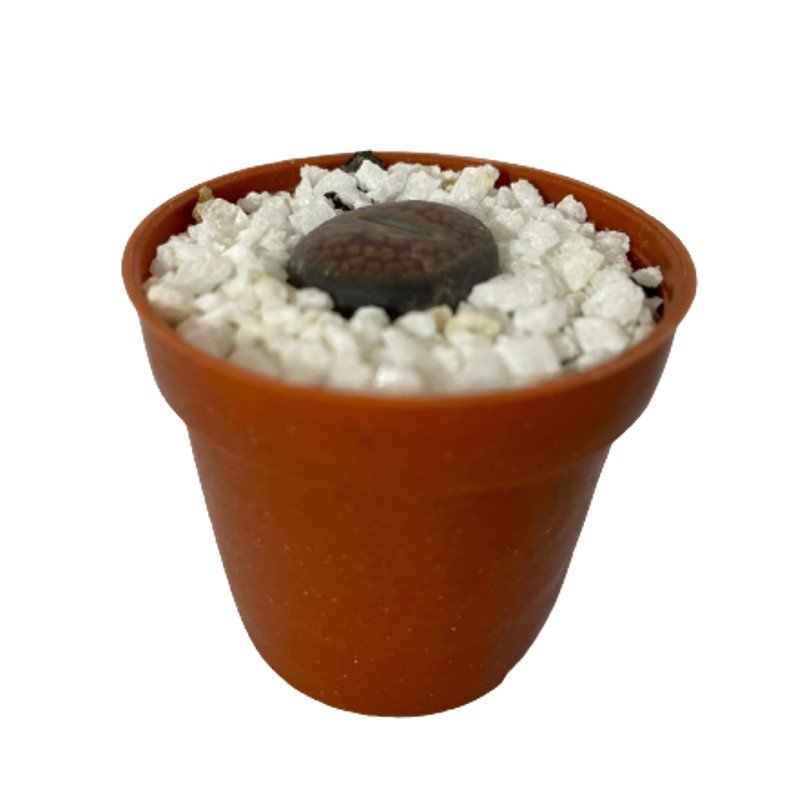 Cacto-Pedra Lithops - Pote 6