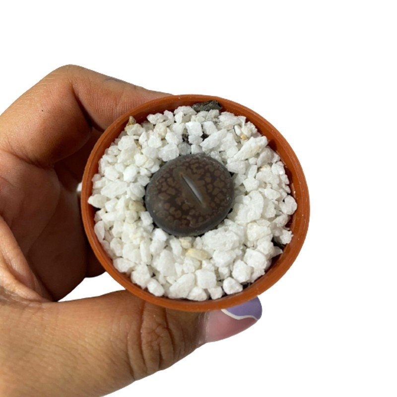 Cacto-Pedra Lithops - Pote 6