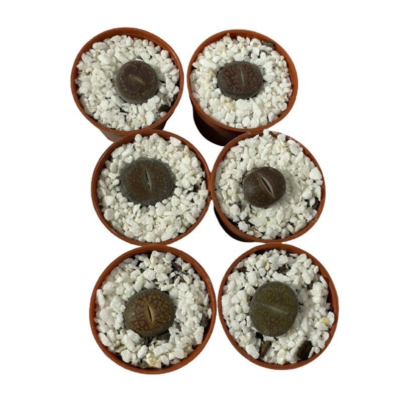 Cacto-Pedra Lithops - Pote 6