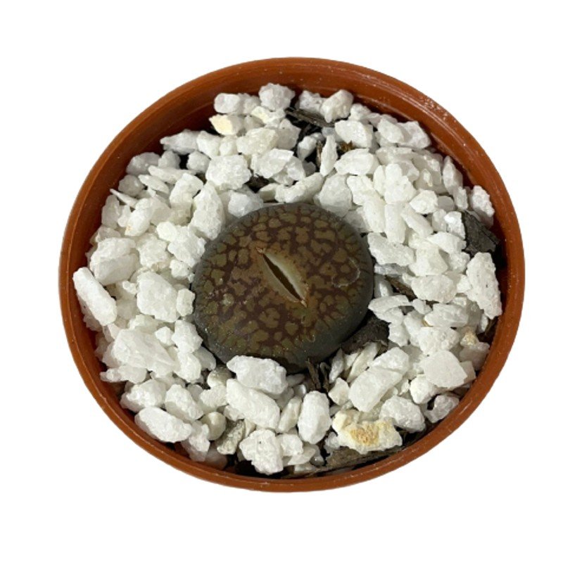 Cacto-Pedra Lithops - Pote 6