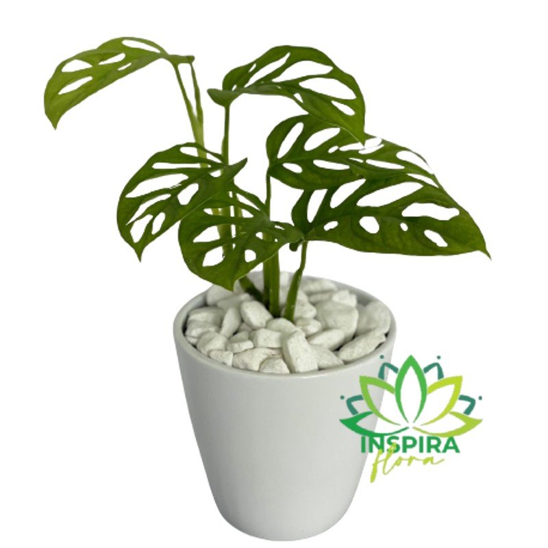 Planta Monstera Andasonii Folhagem Rasgada Obliqua Com Vaso de Cerâmica Branco