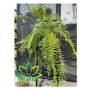 Planta Samambaia Holandesa Cuia 25