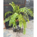 Planta Samambaia Holandesa Cuia 25