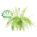 Planta Samambaia Holandesa Cuia 25