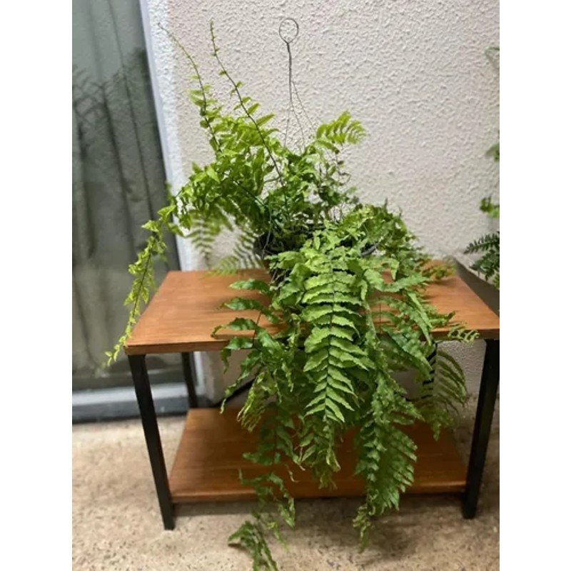 Samambaia De Metro Chorona - Polypodium Persicifolium - Cuia 21