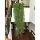 Samambaia De Metro Chorona - Polypodium Persicifolium - Cuia 21