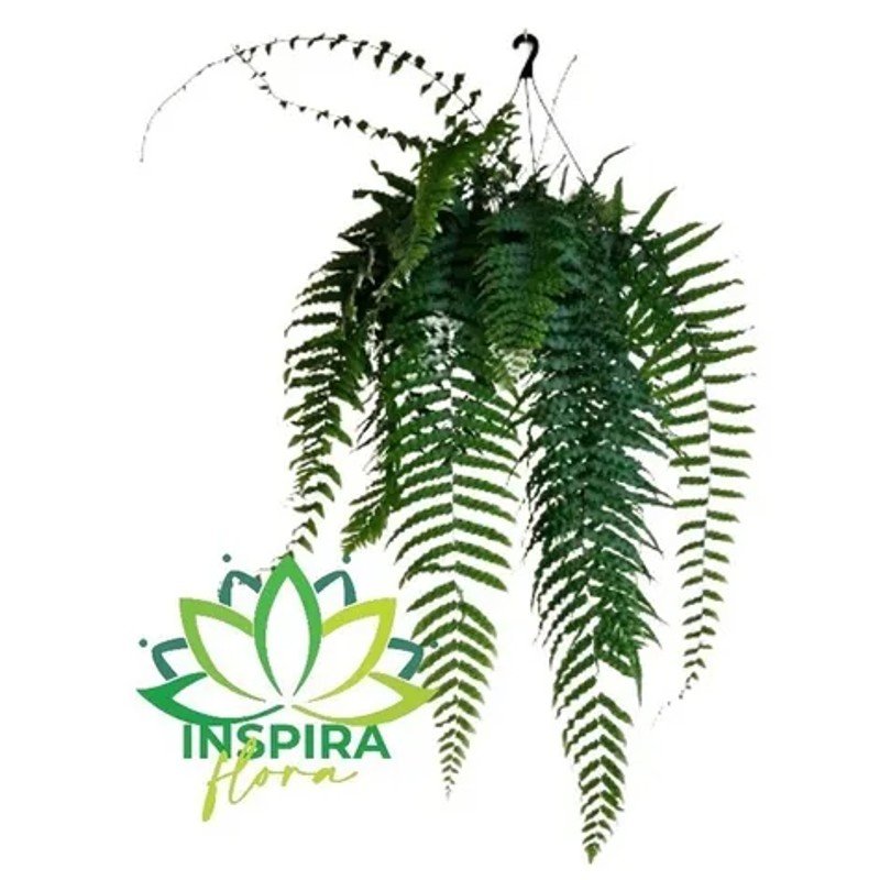 Samambaia De Metro Chorona - Polypodium Persicifolium - Cuia 21