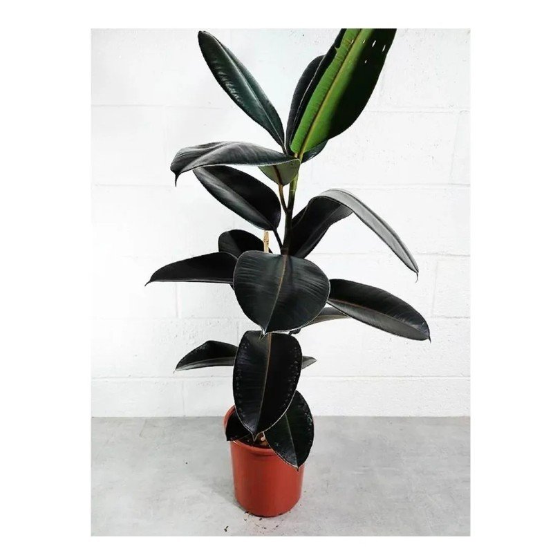 Planta Árvore Ficus Elastica Burgundy Rubro Black - pote 17