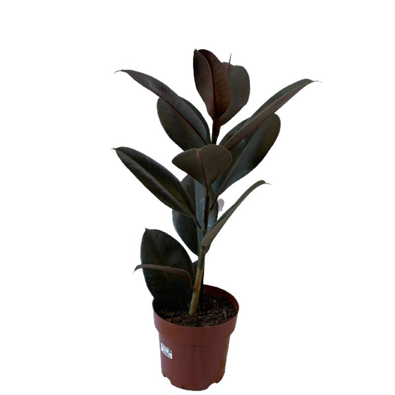 Planta Árvore Ficus Elastica Burgundy Rubro Black - pote 17